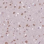 Merck Anti-GAS7 antibody produced in rabbit