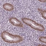 Merck Anti-DLX5 antibody produced in rabbit