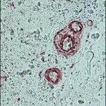 Merck Anti-γ-Actin antibody, Mouse monoclonal