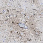 Merck Anti-KCNA3 antibody produced in rabbit