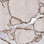 Merck Anti-SLC43A3 antibody produced in rabbit
