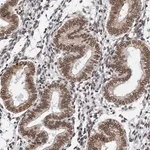 Merck Anti-ZC3H13 antibody produced in rabbit