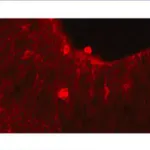 Merck Anti-Notch 1 Antibody, clone mN1A