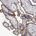 Merck Anti-TASP1 antibody produced in rabbit
