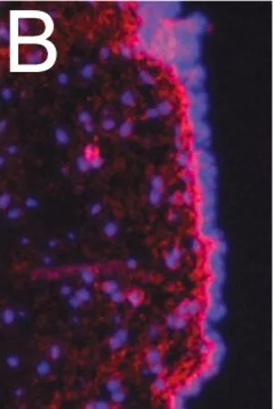 Merck Anti-Fibronectin Antibody