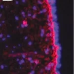 Merck Anti-Fibronectin Antibody