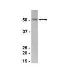 Merck Anti-Estrogen-related Receptor α Antibody