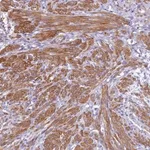 Merck Anti-FBXW4 antibody produced in rabbit