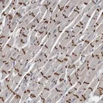 Merck Anti-FXYD7 antibody produced in rabbit