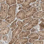 Merck Anti-EMCN antibody produced in rabbit
