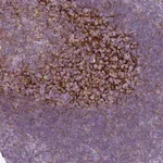 Merck Anti-CR1 antibody produced in rabbit