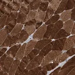 Merck Anti-TRIM8 antibody produced in rabbit