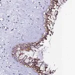 Merck Anti-UGT2A1 antibody produced in rabbit