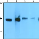 Merck Anti-Annexin 4 antibody,Mouse monoclonal