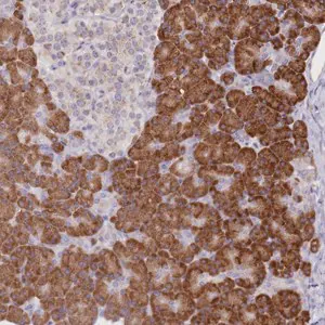 Merck Anti-SEC61B antibody produced in rabbit