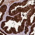 Merck Anti-ASPDH antibody produced in rabbit