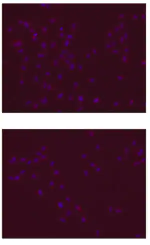 Merck Anti-SOX-2 Antibody