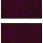 Merck Anti-SOX-2 Antibody