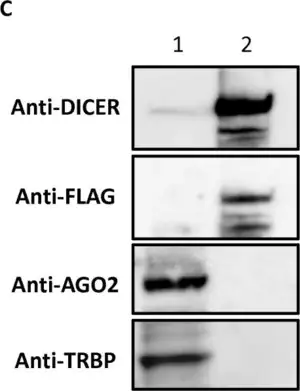Merck Anti-Ago 2 Antibody
