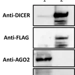 Merck Anti-Ago 2 Antibody