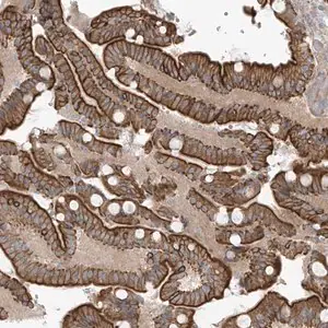 Merck Anti-NAV3 antibody produced in rabbit