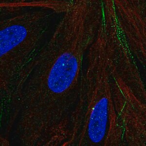 Merck Anti-MTMR9 antibody produced in rabbit