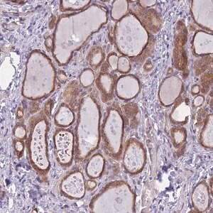 Merck Anti-WWOX antibody produced in rabbit