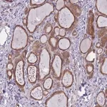 Merck Anti-WWOX antibody produced in rabbit