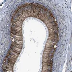 Merck Anti-PTRH2 antibody produced in rabbit