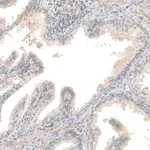 Merck Anti-NPRL3 antibody produced in rabbit