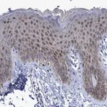 Merck Anti-ZNF750 antibody produced in rabbit