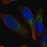 Merck Anti-GPR65 antibody produced in rabbit