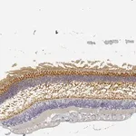 Merck Anti-RP1 antibody produced in rabbit