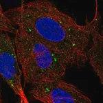 Merck Anti-SCARB1 antibody produced in rabbit