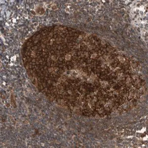 Merck Anti-MYO1E antibody produced in rabbit