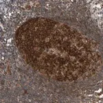 Merck Anti-MYO1E antibody produced in rabbit