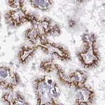 Merck Anti-LEPR antibody produced in rabbit