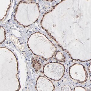 Merck Anti-MSL2 antibody produced in rabbit