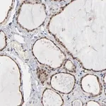 Merck Anti-MSL2 antibody produced in rabbit