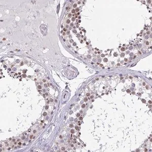 Merck Anti-DDX39B antibody produced in rabbit