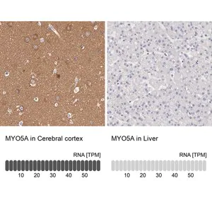 Merck Anti-MYO5A antibody produced in rabbit