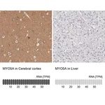 Merck Anti-MYO5A antibody produced in rabbit