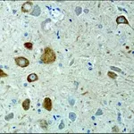 Merck Anti-KIF3A antibody produced in rabbit