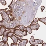 Merck Anti-KDSR antibody produced in rabbit