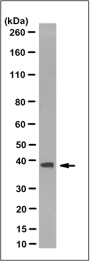 Merck Anti-Rad51 Antibody, clone 3C10