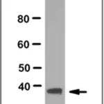 Merck Anti-Rad51 Antibody, clone 3C10