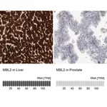 Merck Anti-MBL2 antibody produced in rabbit