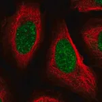 Merck Anti-PPIE antibody produced in rabbit