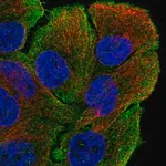 Merck Anti-MYO5B antibody produced in rabbit