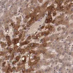 Merck Anti-CP antibody produced in rabbit